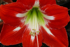 Hippeastrum hybrid Hippeastrum hybrid-230x153